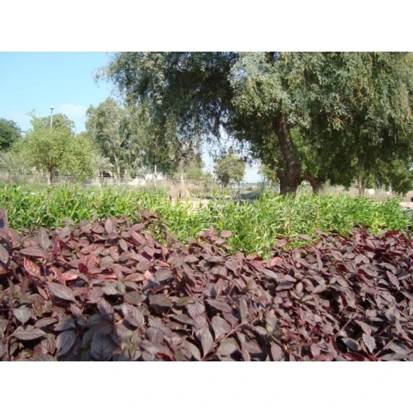 Alternanthera ‘purple Knight’