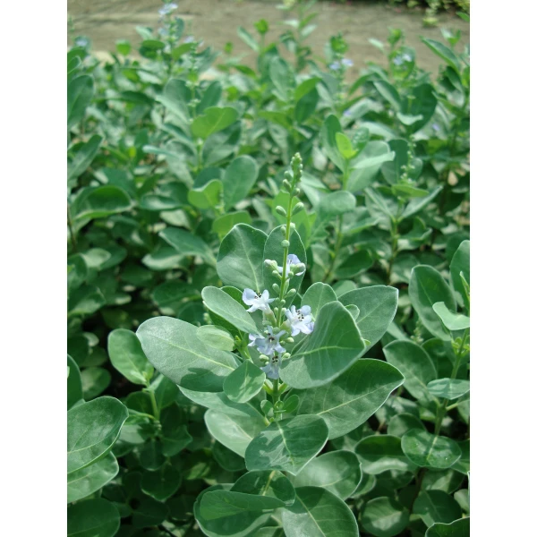 Vitex Rotundifolia Or Beach Vitex