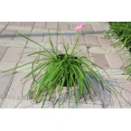 Zephyranthes grandiflora ” zephyr lily”