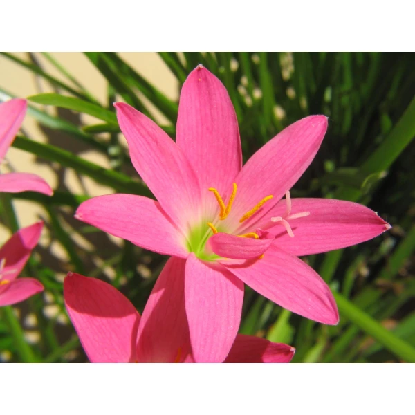 Zephyranthes Grandiflora ” Zephyr Lily”