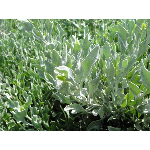 Atriplex Semibaccata Or Salt Bush