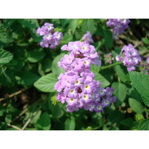 Lantana Montevidensis Purple “trailing Lantana..