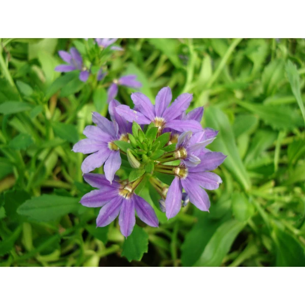 Scaevola Aemula ‘blue Wonder’