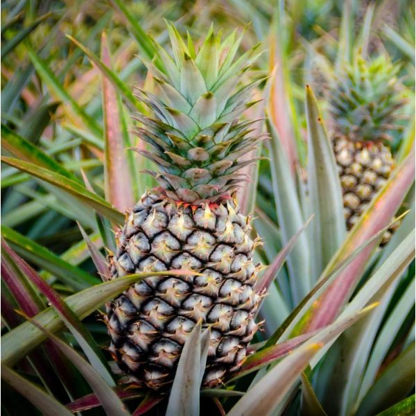 Ananas Comosus Or Pineapple
