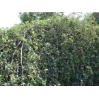 Ziziphus jujuba Or Jujube Tree شجرة عناب