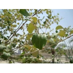 Ziziphus jujuba Or Jujube Tree شجرة عناب