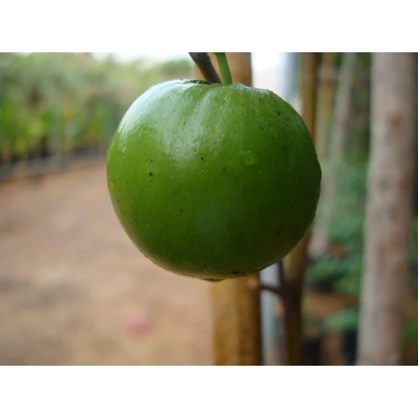 Ziziphus Jujuba Or Jujube Tree شجرة عناب