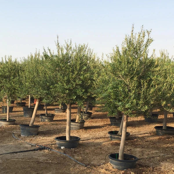 Olea Europea Or Mature Olive Tree 1.7m, 40-60mm ..