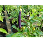 Ornamental pepper plant