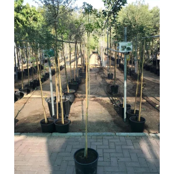 Moringa Oleifera, Drum Stick