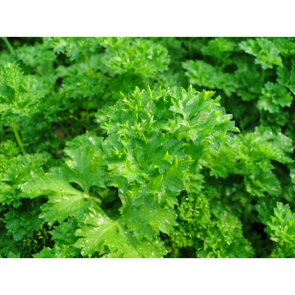 Parsley Plant