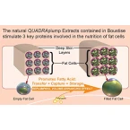 High Quality Boustise Breast Enlargement Cream 4 Concentrated Fat Trapping Moisture Binding Actives Made In Canada